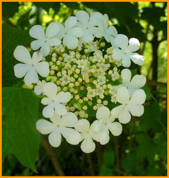 Gewöhnlicher Schneeball, Viburnum opulus